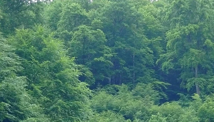 Iezerul Ighiel -  Reduceri - Romania