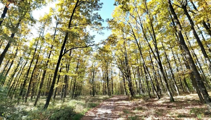 Ionesti Street View Si 360deg - Ionești