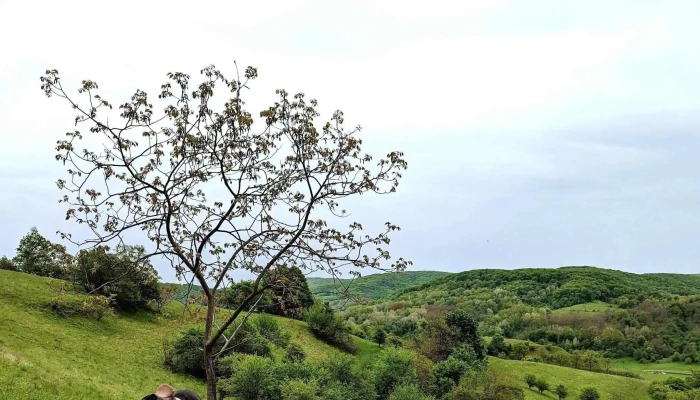 La Haiducu -  Deschis Acum - Valea Viilor