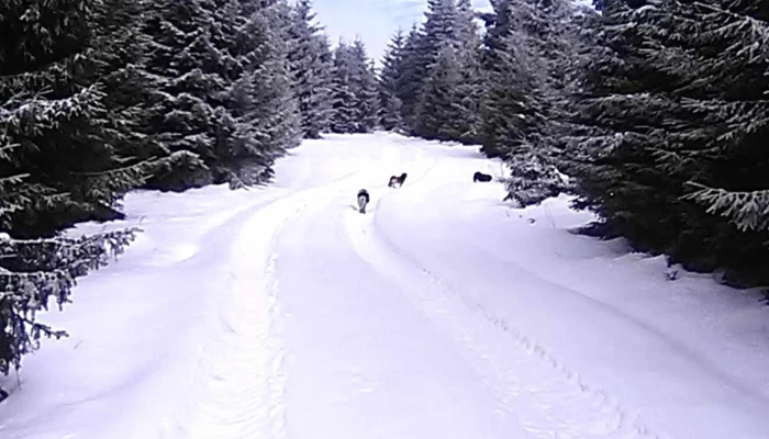La Matusa Prețuri - Bucium
