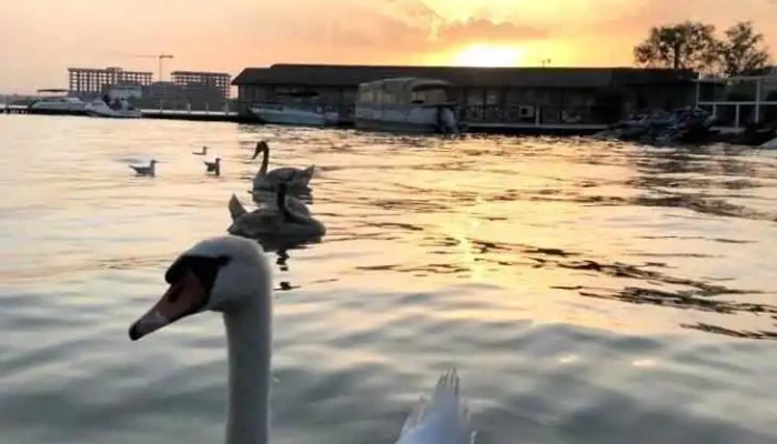 La Scoica Land -  De La Proprietar - Mamaia-sat