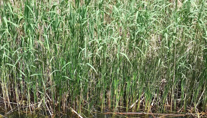 Lacul Bacau Ii -  Zonă - Bacău