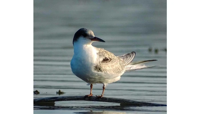 Lacul Bucecea -  Cum Să Ajungi Acolo - Romania