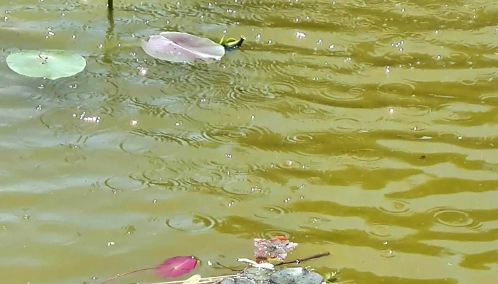 Lacul Chitila -  Cum Să Ajungi Acolo - Romania