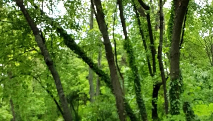 Lacul Chitila -  Fotografii - Romania