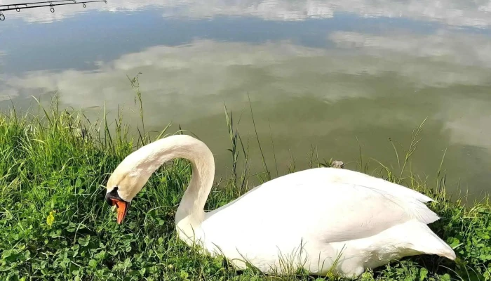 Lacul Coas Aproape De Mine - Balta De La Coaș
