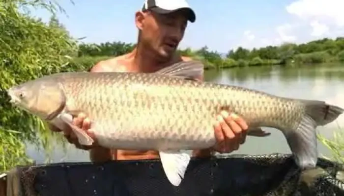 Lacul Coas Peste - Balta De La Coaș