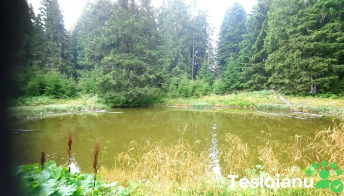 Lacul Gavan Recenzii - Predeal