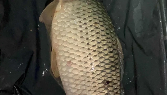 Lacul Moara Vlasiei 2 Moara Vlăsiei - Moara Vlăsiei