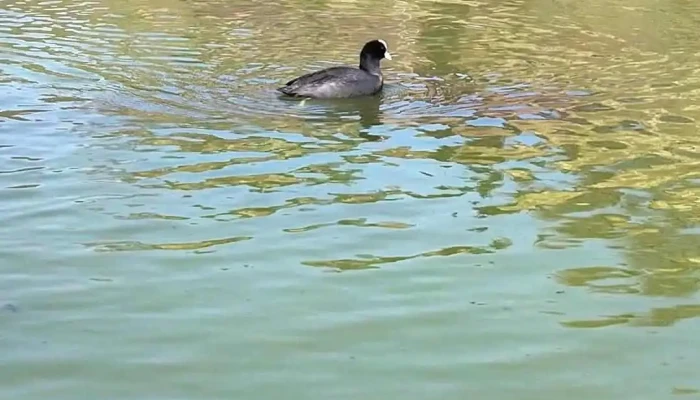 Lacul Nucsoara Cele Mai Recente - Nucșoara