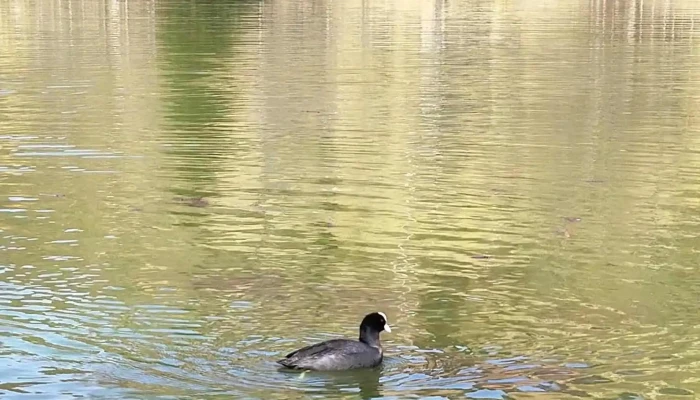 Lacul Nucsoara Nucșoara - Nucșoara
