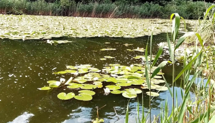 Lacul Snagov -  Adresă - Romania