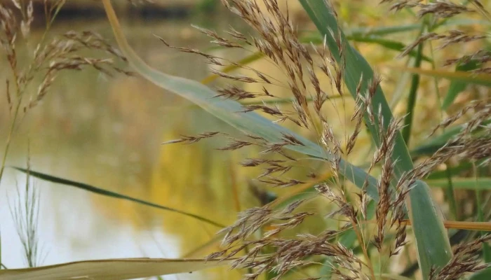 Lacul Verde Sancraiu De Mures -  Prețuri - Sâncraiu De Mureș