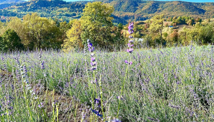 Lavanda -    Cacica Locație - Cacica
