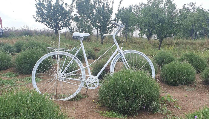 Lavanda -    Cacica Număr - Cacica
