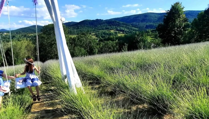 Lavanda -    Cacica Recenzii - Cacica