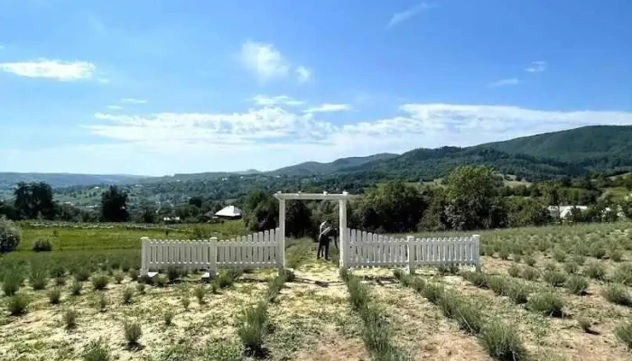 Lavanda - Cacica - Cacica