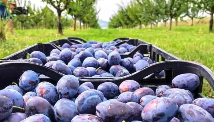Livada din Valea Arinilor - Valea Arinilor