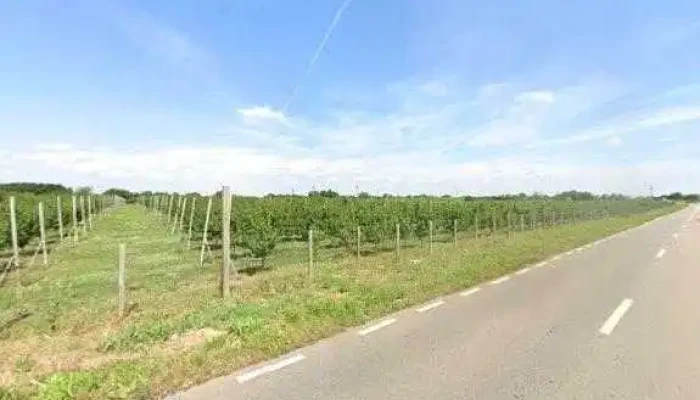 Livada Dridu -  Street View Si 360deg - Dridu