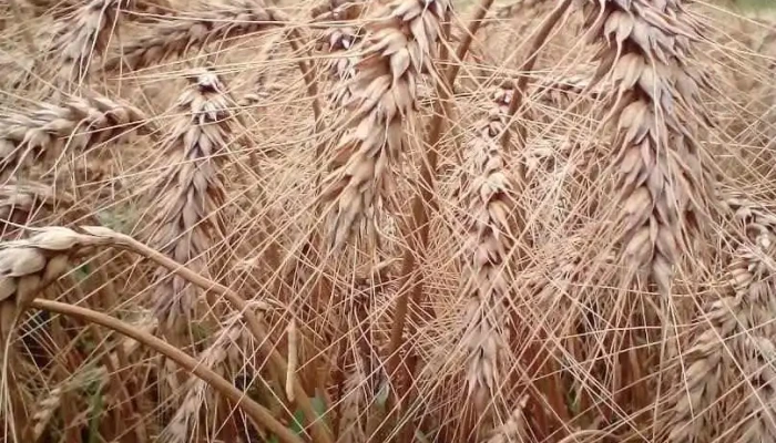 Lăcusteni - Lăcusteni