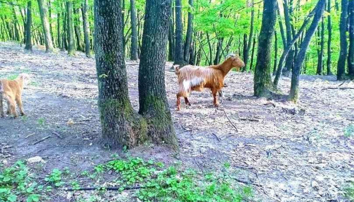 Lădești - Lădești