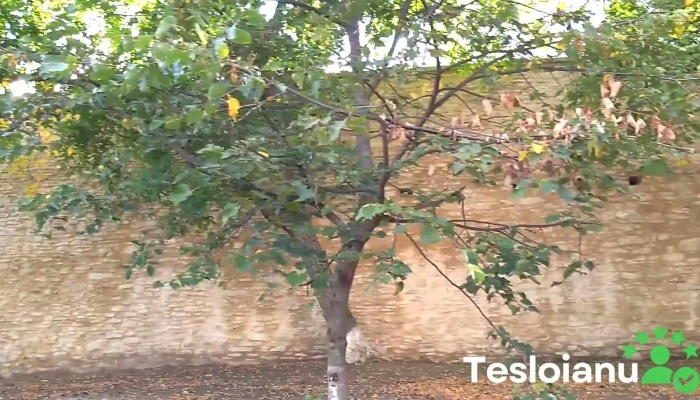 Manastirea Probota Videoclipuri - Probota