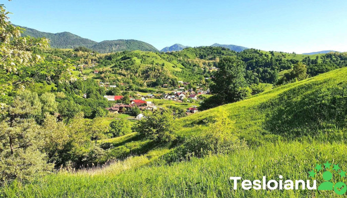 Manzalesti Munte - Mânzălești