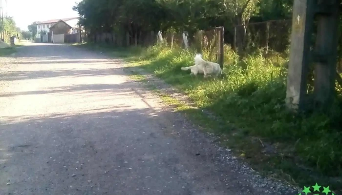 Mihăești - Mihăești