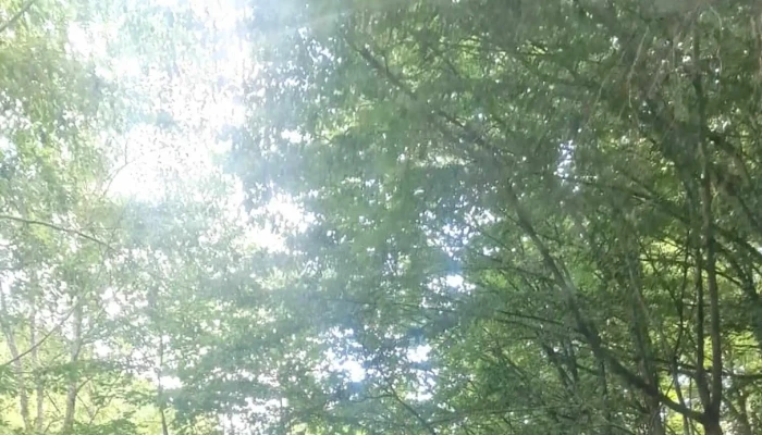 Mocanita Campeni Comentarii - Strada Boncești