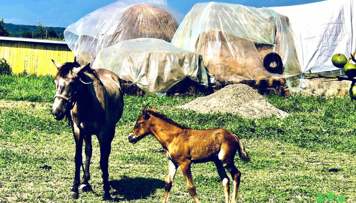 Mogosesti Siret Catalog - Mogoșești-siret