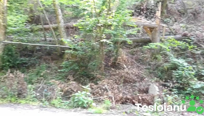 Moneasa -  Videoclipuri - Moneasa