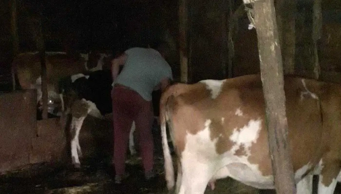 Nitescu Costica Vita - Ștefănești