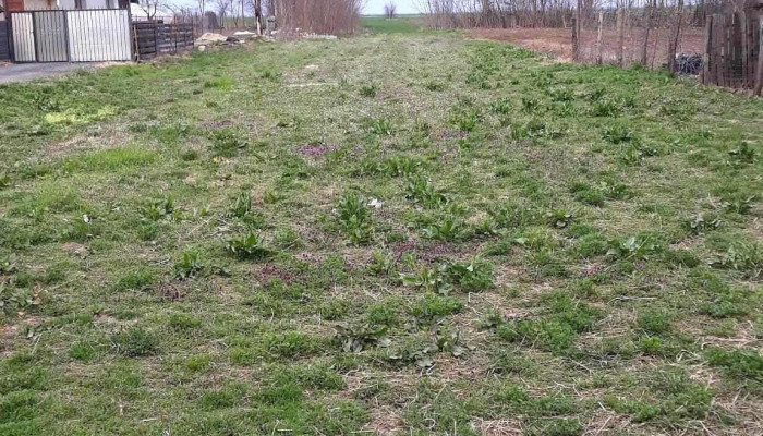 Nuci -  Număr - Nuci