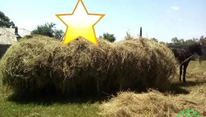 Oarja Sat -  Adresă - Oarja