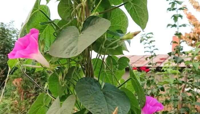 Odaia Manolache -  Reduceri - Odaia Manolache