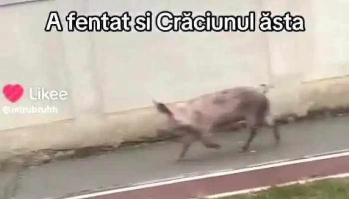 Oficiul Postal Posta Calnau Videoclipuri - Poșta Câlnău