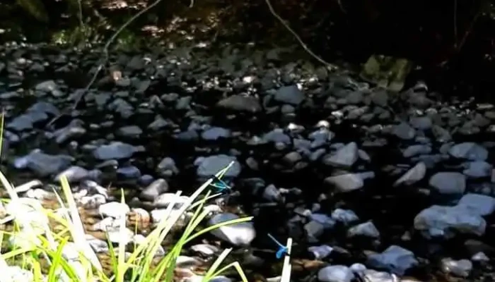 Oras Otelu Rosu Videoclipuri - Romania