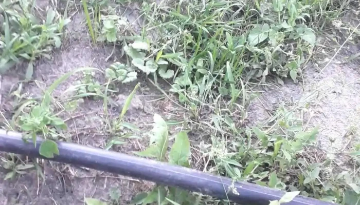 Oras Siret Videoclipuri - Romania