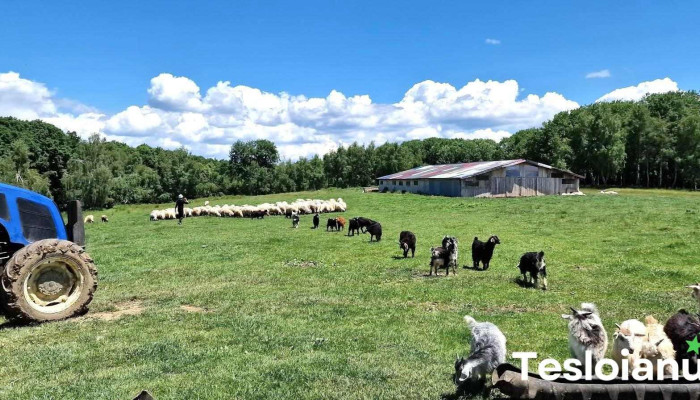 Oraş Vălenii De Munte - Romania