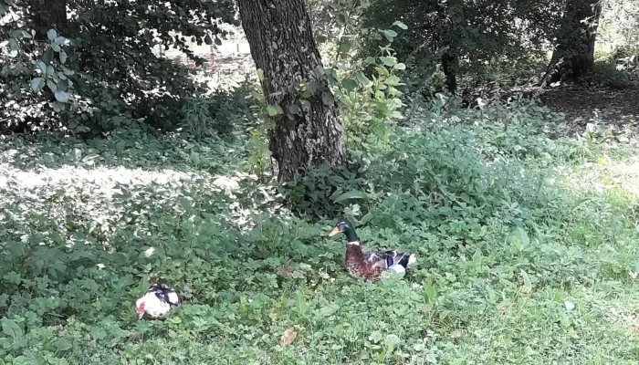 Padure Axente Sever Număr - Romania