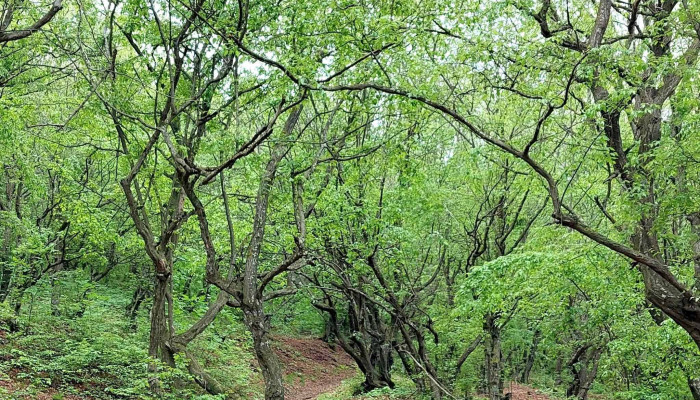 Padurea Babadag Romania - Romania