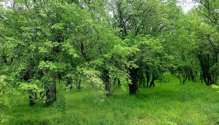 Padurea Babadag Scor - Romania