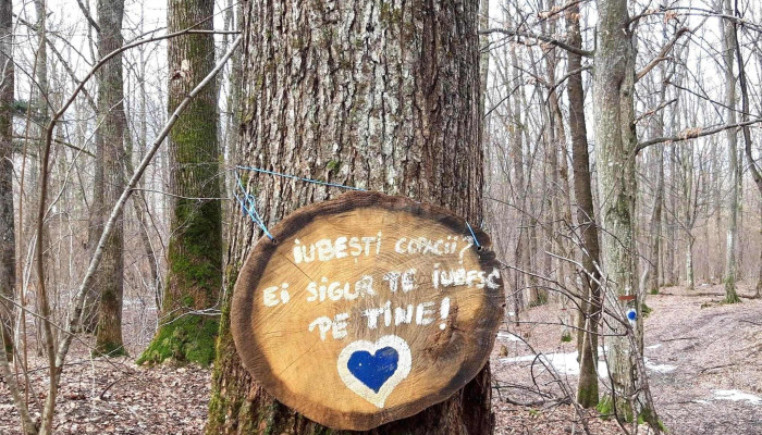Padurea Craiasca Adresă - Ocna Șugatag