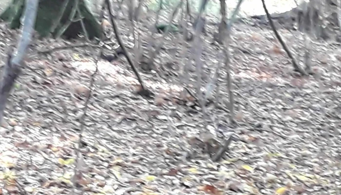 Padurea Craiasca Locație - Ocna Șugatag
