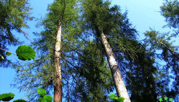 Padurea De Larice Costiui Program - Romania