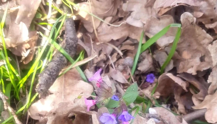 Padurea Lighed Site Web - Romania