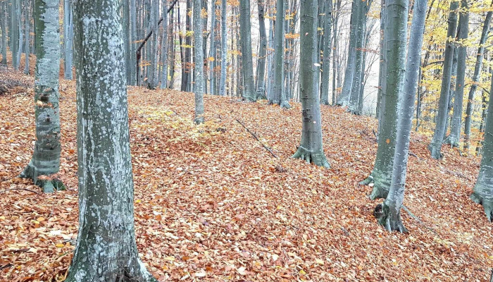 Padurea Pietrosu Deschis Acum - Romania