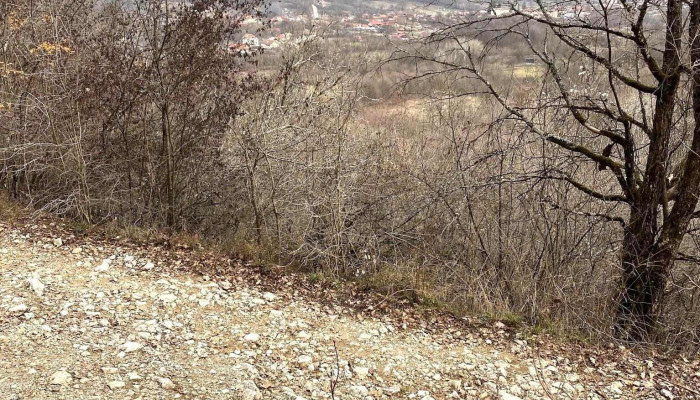 Padurea Tismana Pocruia Adresă - Romania