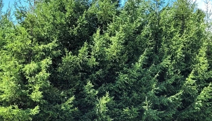 Parc Brebu -  Catalog - Brebu Mănăstirii