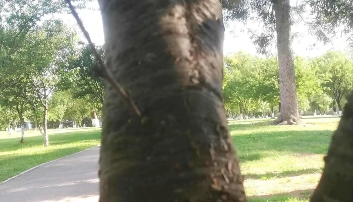 Parc Brebu -  Număr - Brebu Mănăstirii